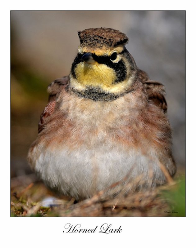 Horned Lark