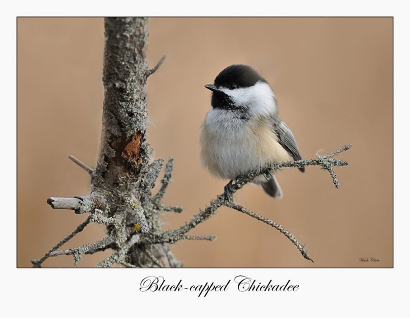 Black-capped Chickadee