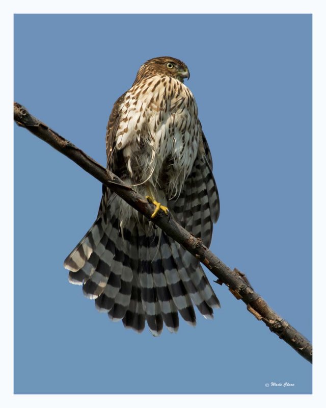 Cooper`s Hawk