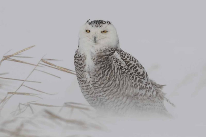 Snowy Owl