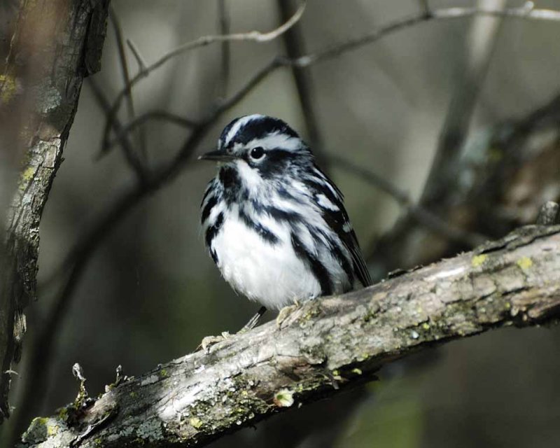 Back and White warbler