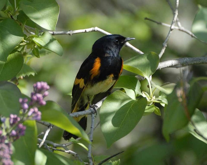 American Redstart