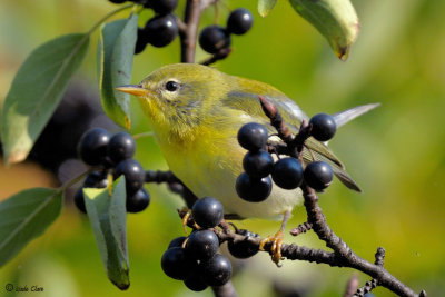 Northern Parula