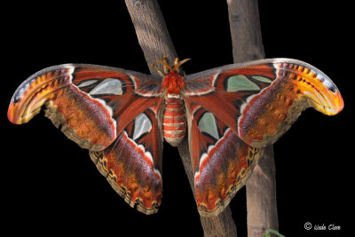 Atlas Silk Moth