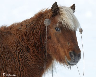 Shetland  Pony