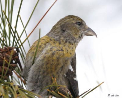 White-winged Crossbill