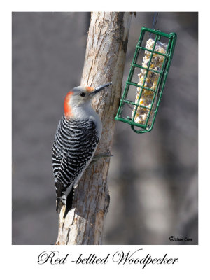 Red-bellied Woodpecker