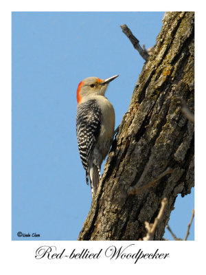 Red-bellied Woodpecker