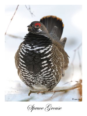 Spruce Grouse