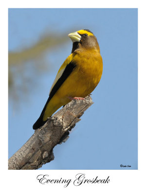 Evening Grosbeak