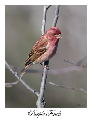 Purple Finch