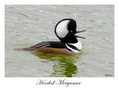 Hooded Merganser