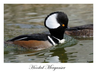 Hooded Merganser