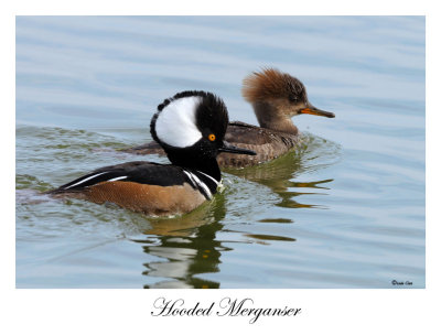 Hooded Merganser