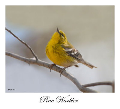 Pine Warbler