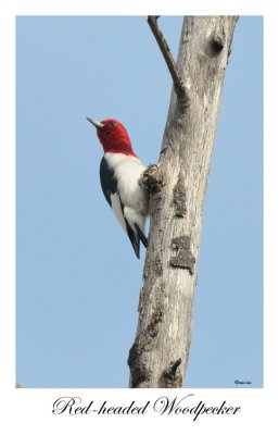 Red-headed Wodpecker
