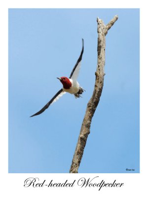 Red-headed Woodpecker