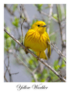 Yellow Warbler