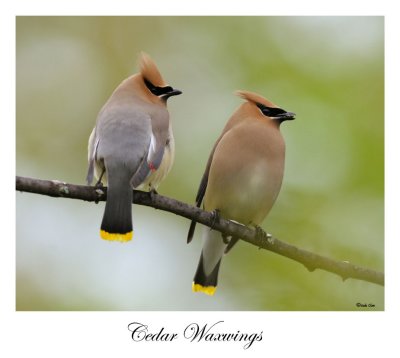 Cedar Waxwing