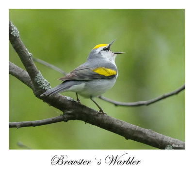 Brewster`s Warbler