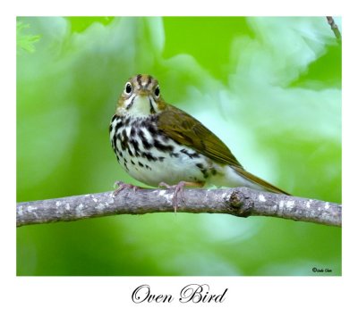 Oven Bird
