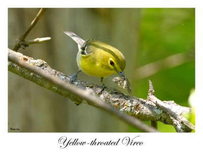 Yellow-throated Vireo