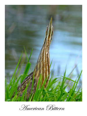 American Bittern