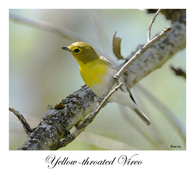 Yellow-throated Vireo