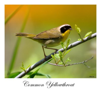 Common Yellowthroat