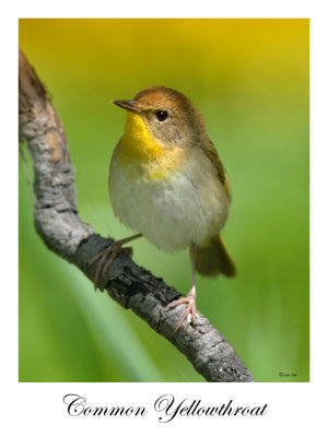 Common Yellowthroat (female)