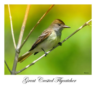 Great Crested Flycatcher