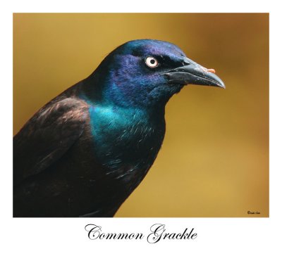 Common Grackle