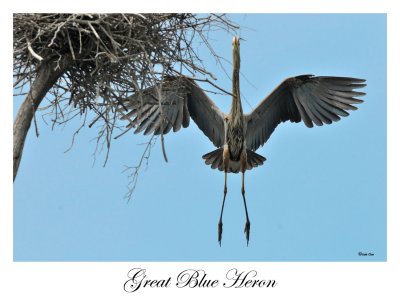 Great Blue Heron