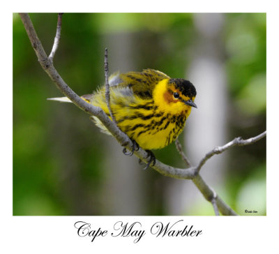 Cape May Warbler