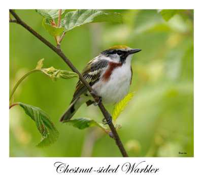Chestnut- sided Warbler