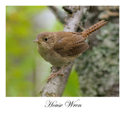 House Wren