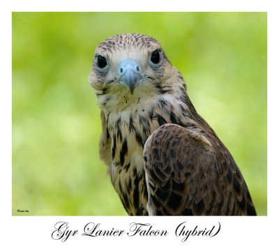 Gyr Lanier Falcon (juvenile hybrid)