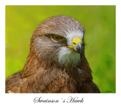 Swainson`s Hawk