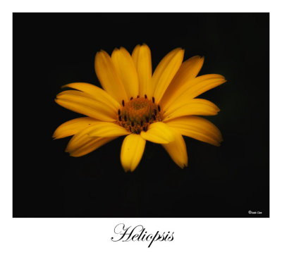 Heliopsis