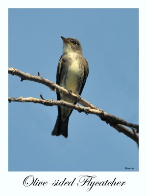 Olive-sided Flycatcher