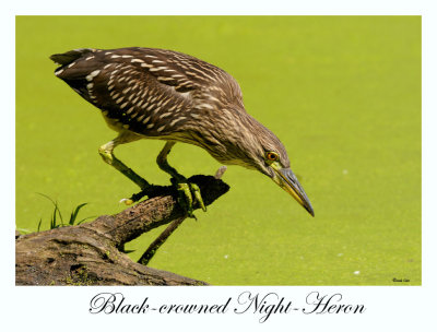 Black-crowned Night Heron (juvenile)