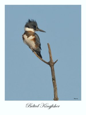 Belted Kingfisher