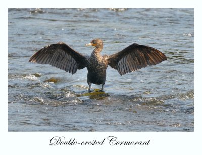 Double-crested Cormorant