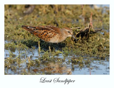 Least Sandpiper