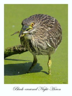 Black-crowned Night Heron (juvenile)