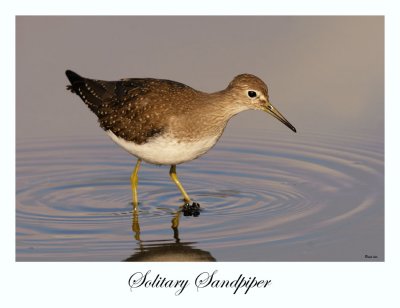 Solitary Sandpiper