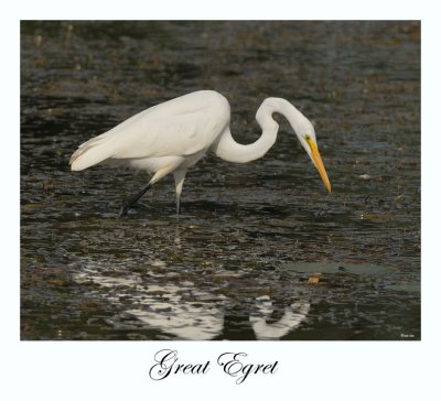 Great Egret