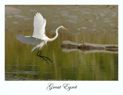 Great Egret