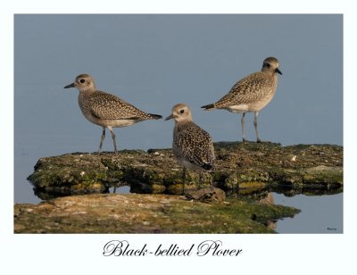 Black-bellied Plover