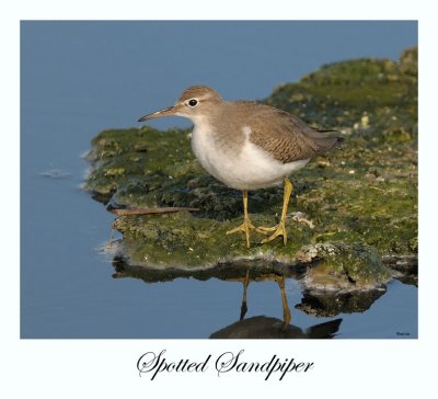 Spotted Sandpiper (non breeding)